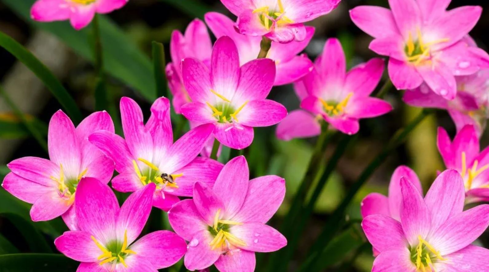 Tổng quan về cây Huệ Mưa